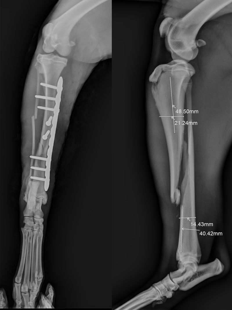 Traumatología